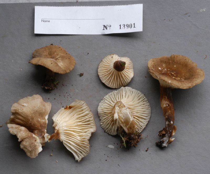 Lactarius gerardii image